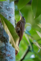 Klouzalek skvrnitotemenny - Lepidocolaptes affinis - Spot-crowned Woodcreeper o6661